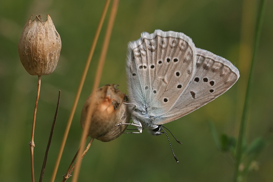 6164_Getand blauwtje (m) - Plitvice N.P. (Kroatia).jpg